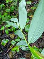 Слика од Polygonatum odoratum var. maximowiczii (F. Schmidt) Koidz.