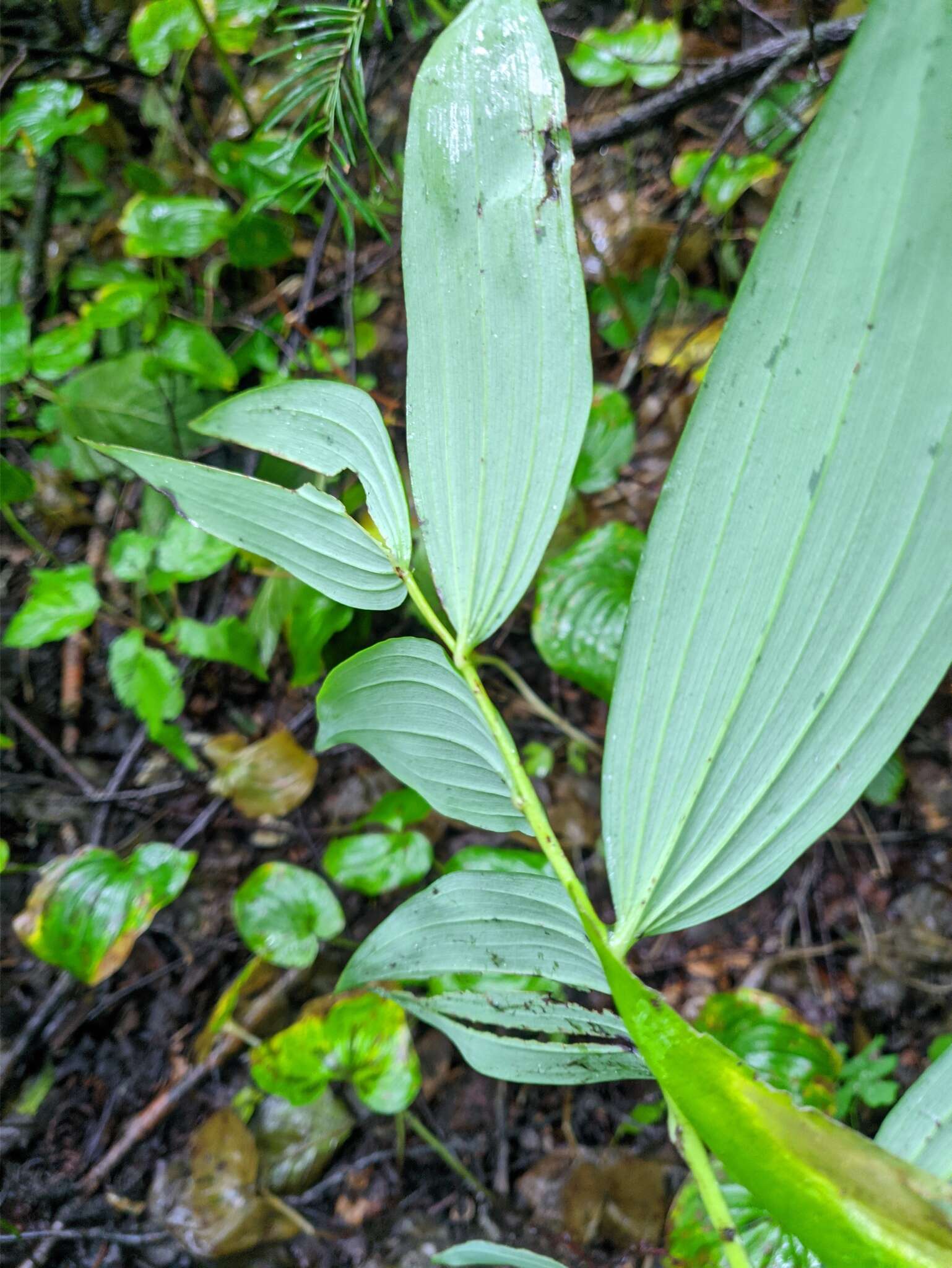 Слика од Polygonatum odoratum var. maximowiczii (F. Schmidt) Koidz.