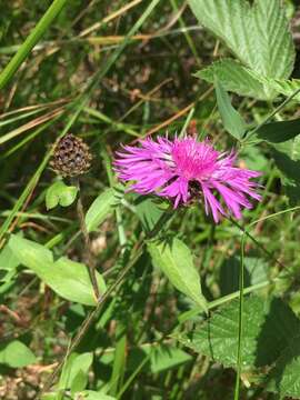 Image of alpine knapweed