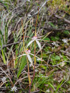 Imagem de Caladenia cretacea (D. L. Jones) G. N. Backh.