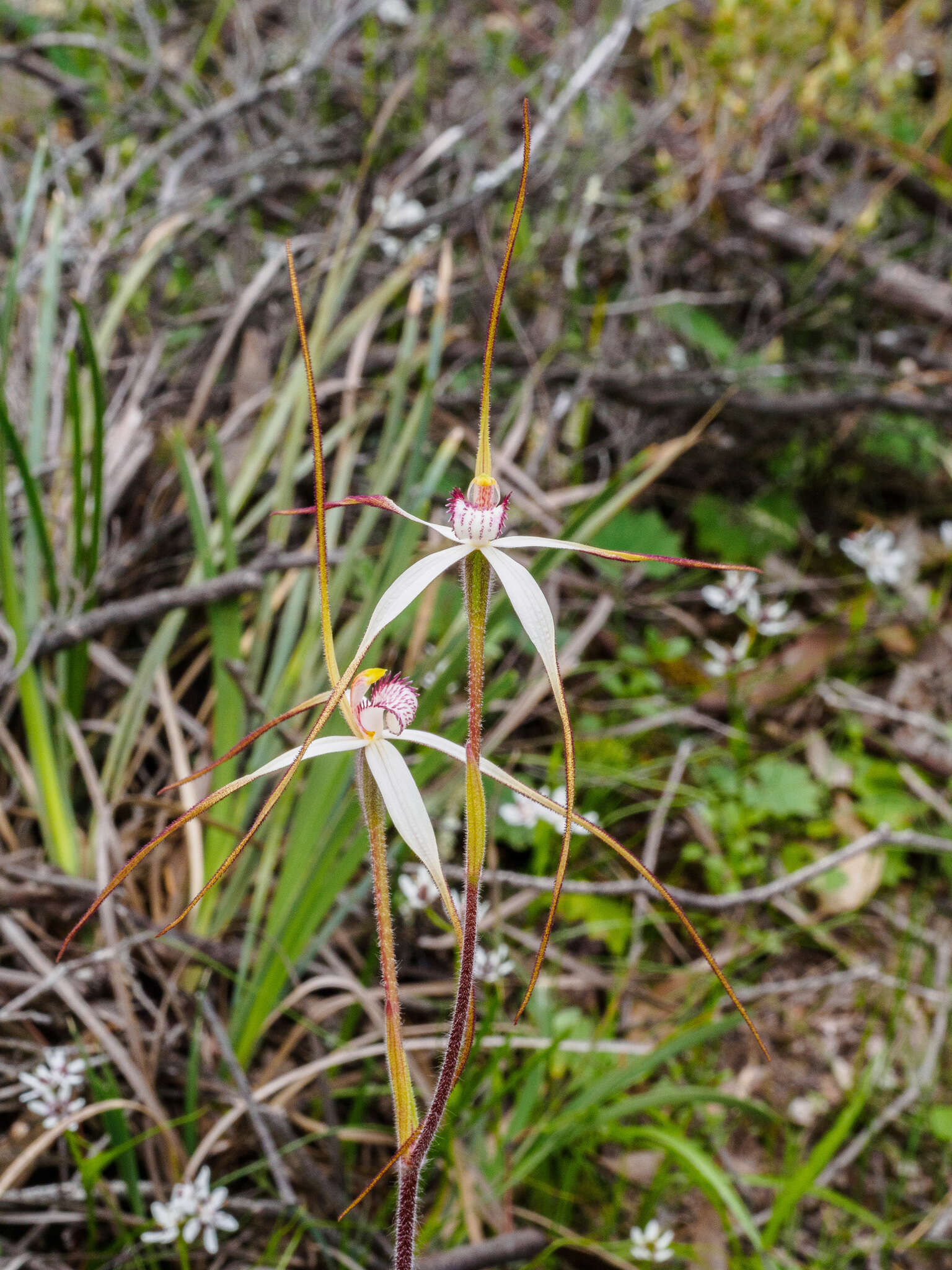 Imagem de Caladenia cretacea (D. L. Jones) G. N. Backh.