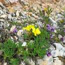 Linum dolomiticum Borb. resmi