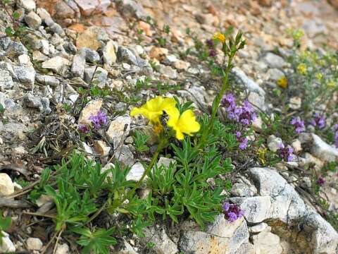 Linum dolomiticum Borb. resmi