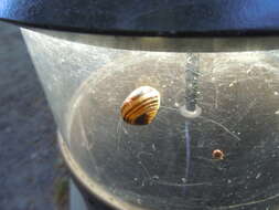 Image of Brown Lipped Snail