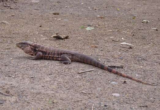 Image of Red Tegu