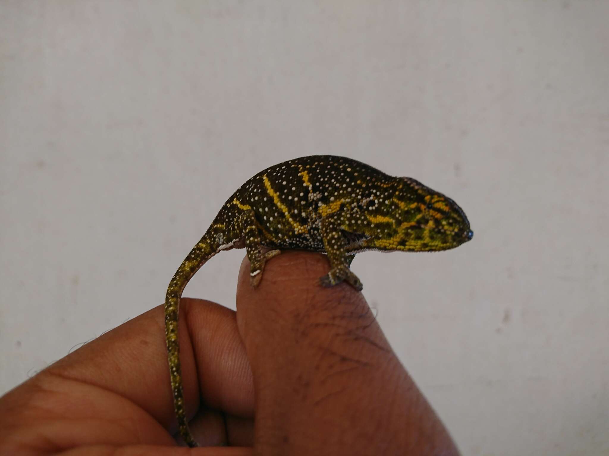 Image of Will's chameleon