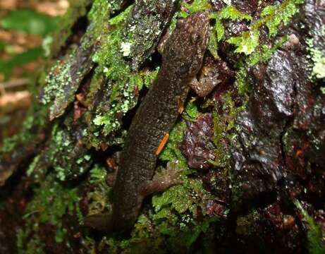 Image of Santeetlah Dusky Salamander