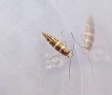 Image of juniper ermine moth