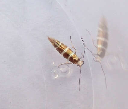 Imagem de Argyresthia trifasciata Staudinger 1871