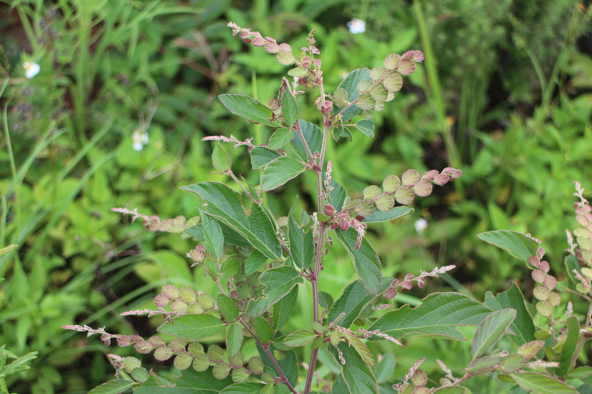 Imagem de Phyllodium pulchellum (L.) Desv.