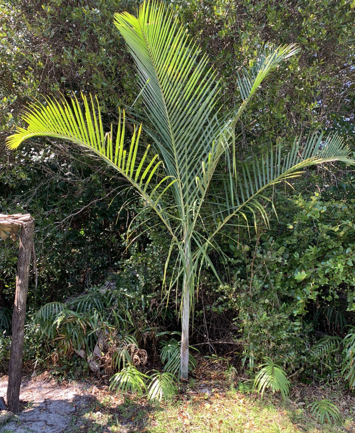 Image of Dypsis saintelucei Beentje