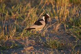 Image of Blacksmith Lapwing