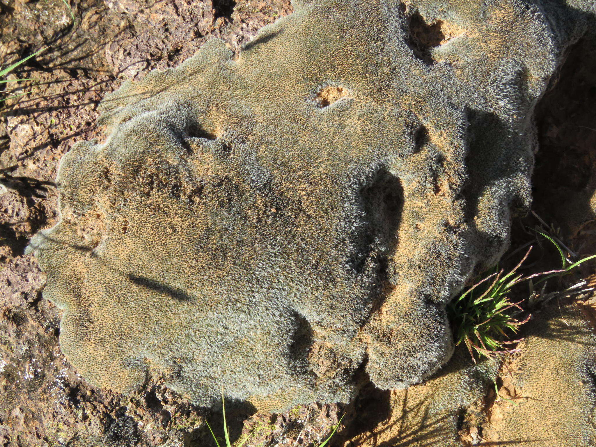 Image of grimmia dry rock moss