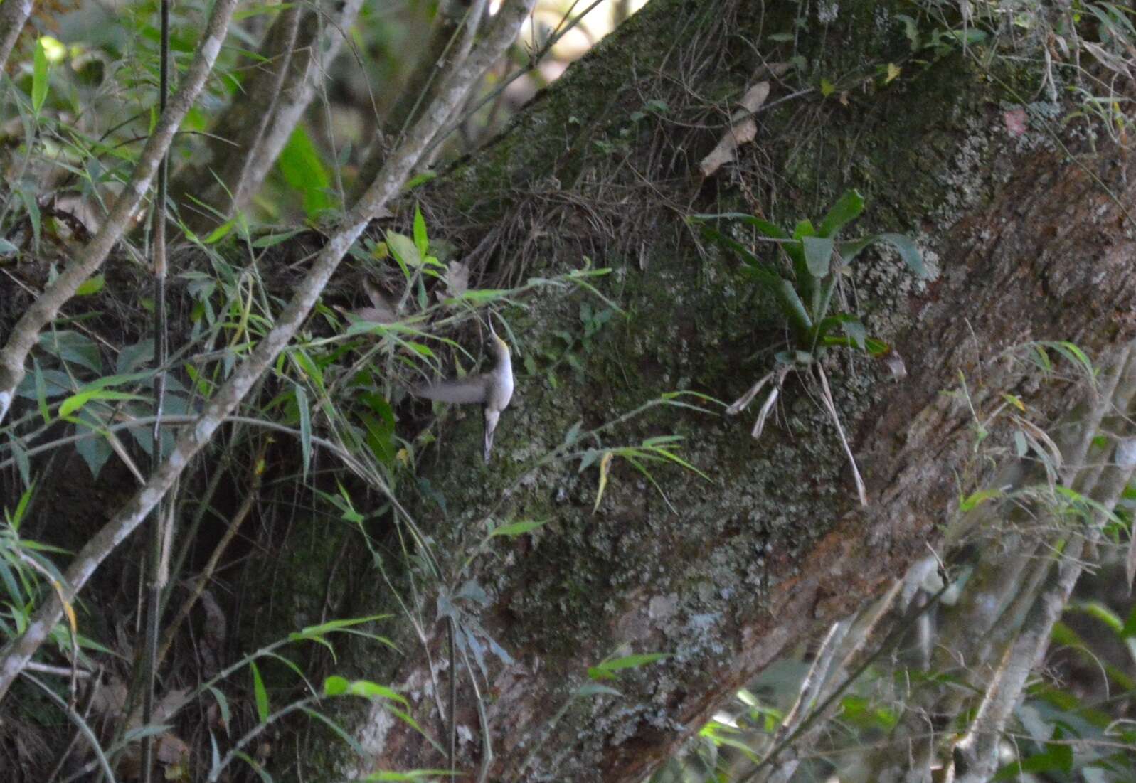 Image of Curve-winged Sabrewing