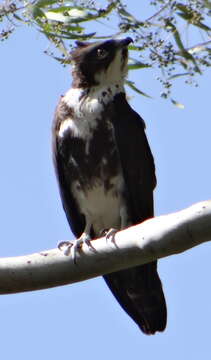 Image of Macheiramphus alcinus anderssoni (Gurney Sr 1866)