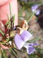 Image of Psoralea sordida