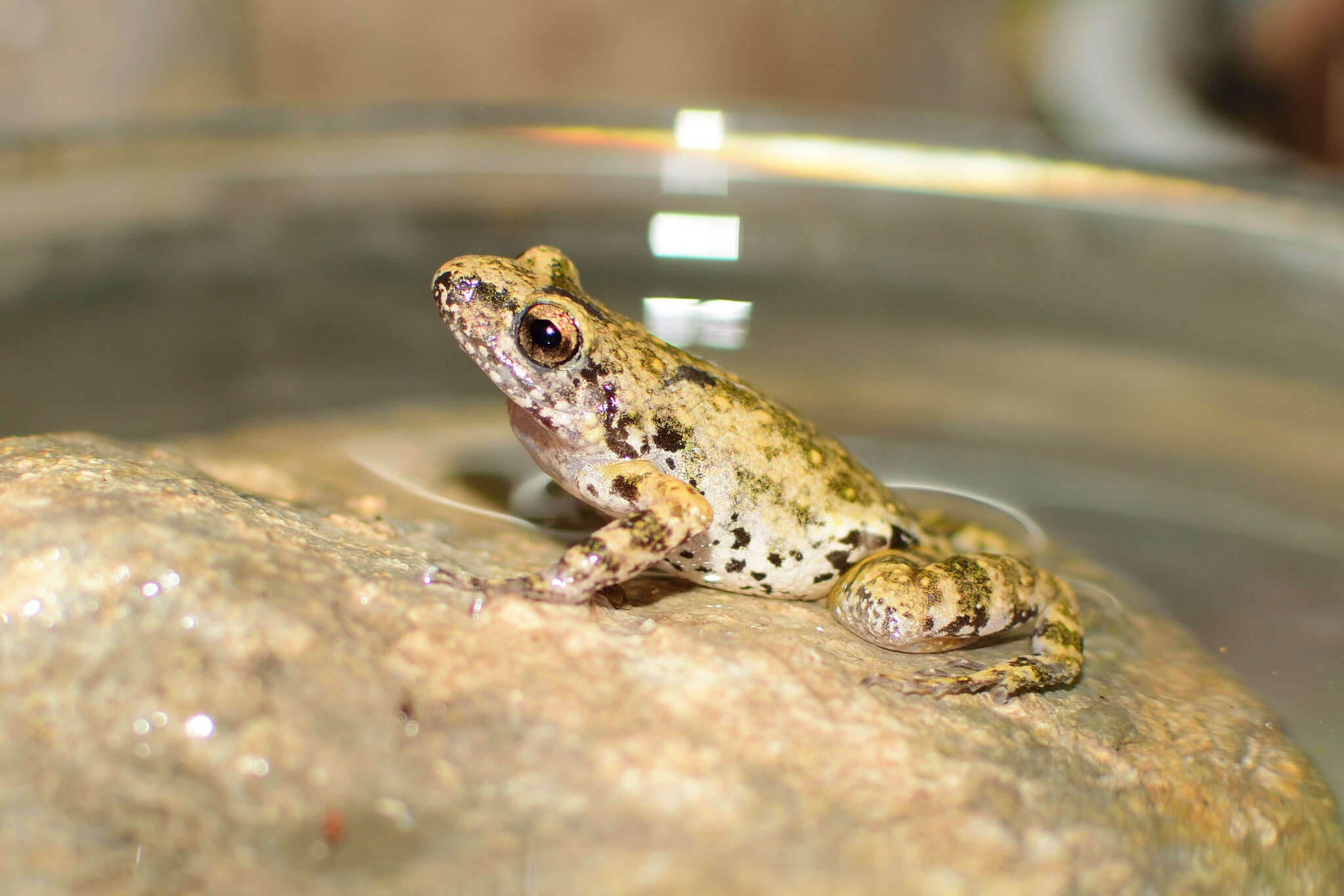 Image of Eleutherodactylus nitidus (Peters 1870)