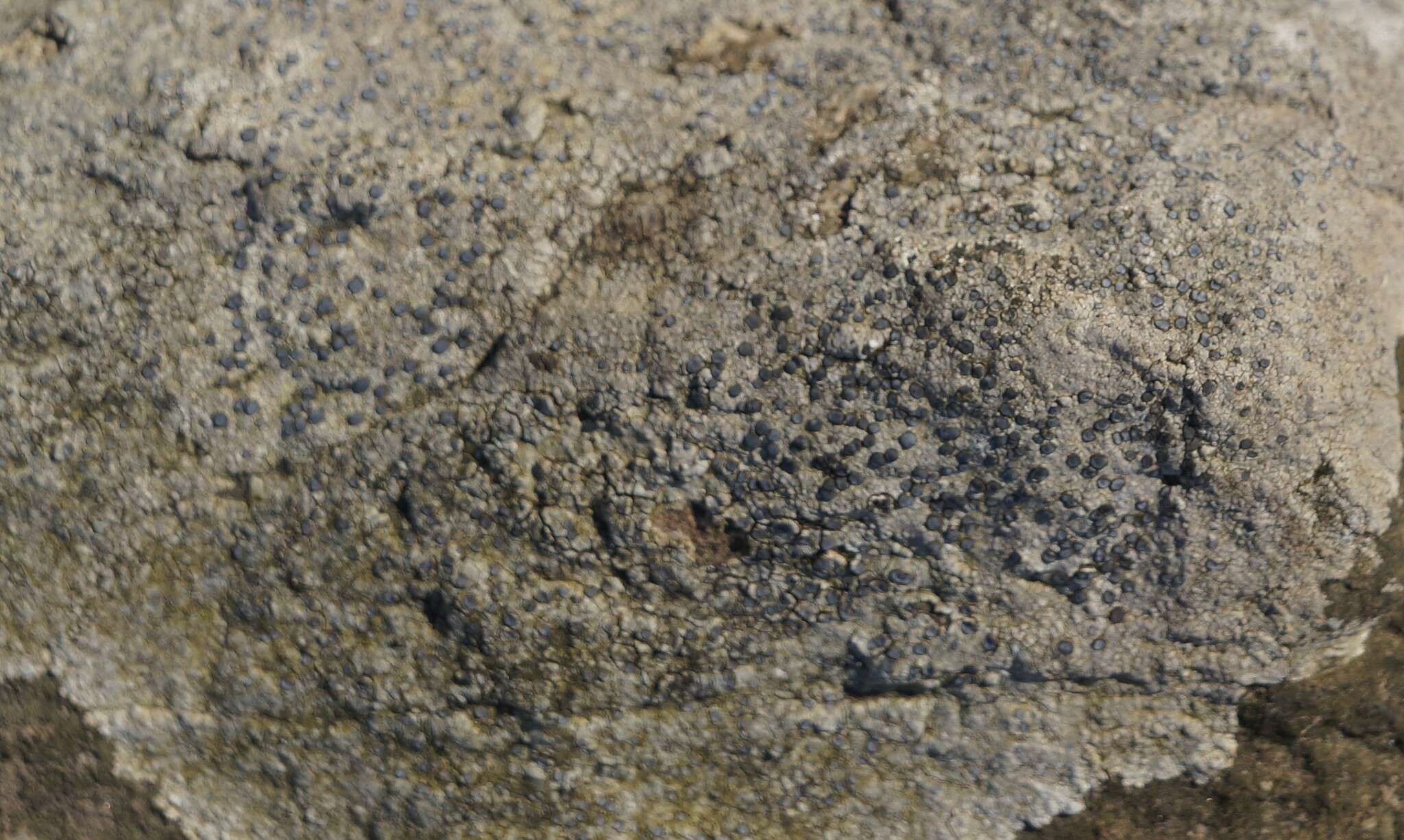 Image of porpidia lichen