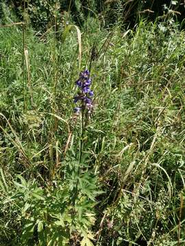 Image of Delphinium retropilosum (Huth) Sambuk