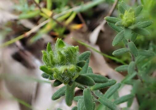 Image of Hibbertia crinita H. R. Toelken