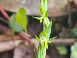 Habenaria amalfitana F. Lehm. & Kraenzl. resmi