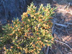 Cupressus goveniana var. abramsiana (C. B. Wolf) Little resmi