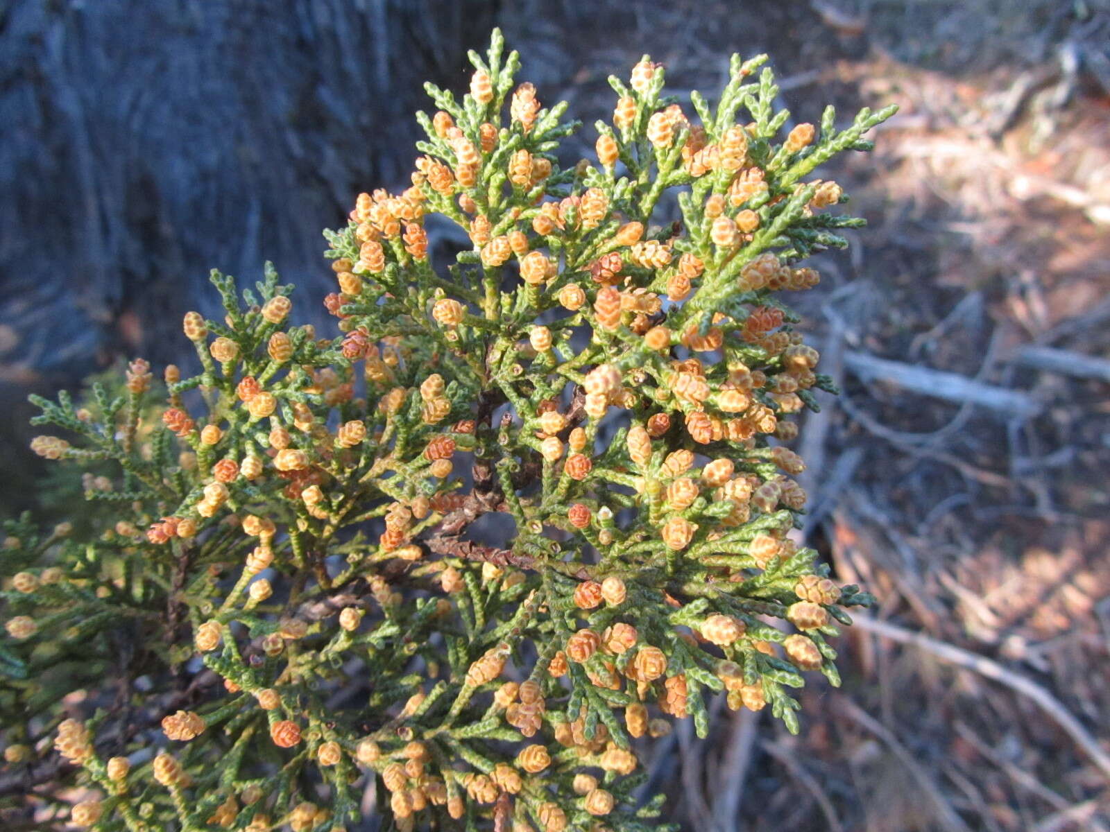 صورة Cupressus goveniana var. abramsiana (C. B. Wolf) Little