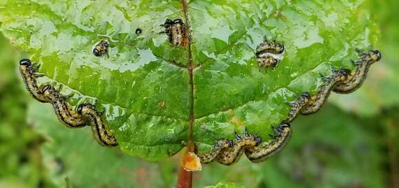 Image of Striped Alder Sawfly