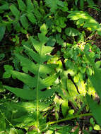 Image of Cirsium erisithales (Jacq.) Scop.