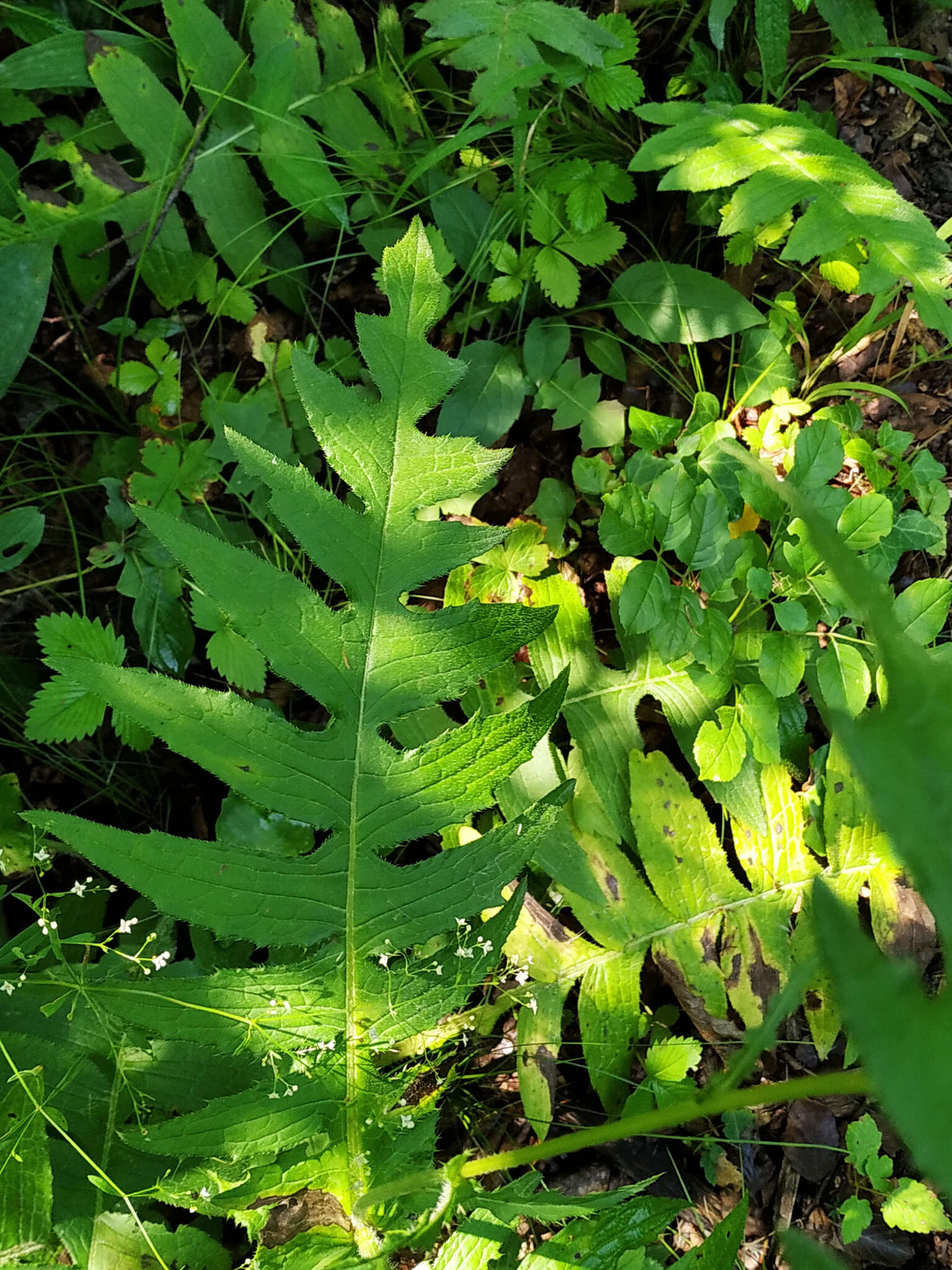 Image de Cirsium erisithales (Jacq.) Scop.