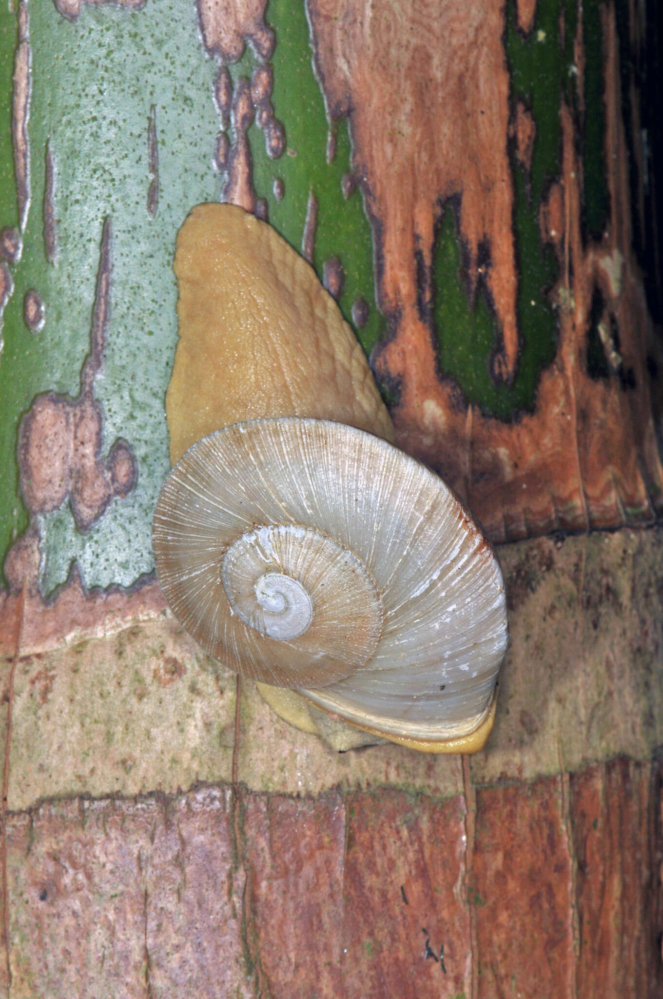 Image of Parthena acutangula (Burrow 1815)