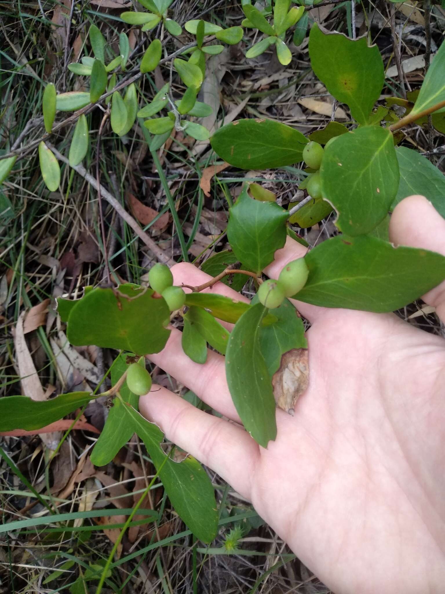 Image of Persoonia laurina subsp. laurina