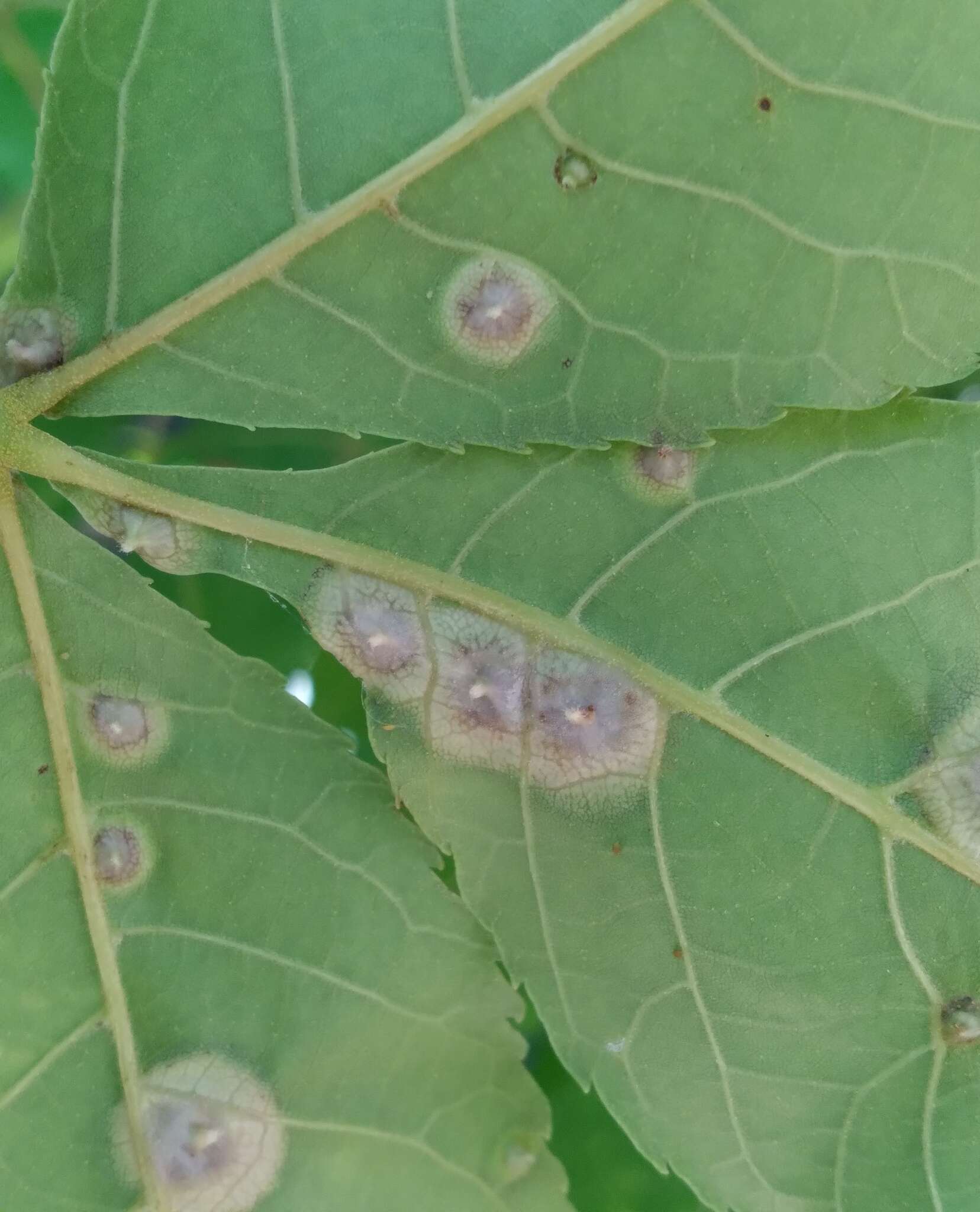 Image of Phylloxera caryaefoliae Fitch 1856