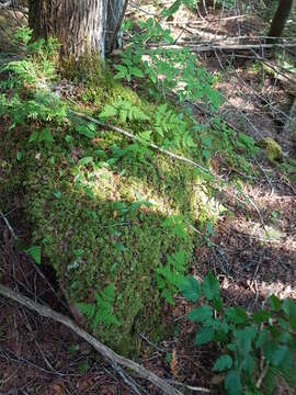 Image of Asian oakfern