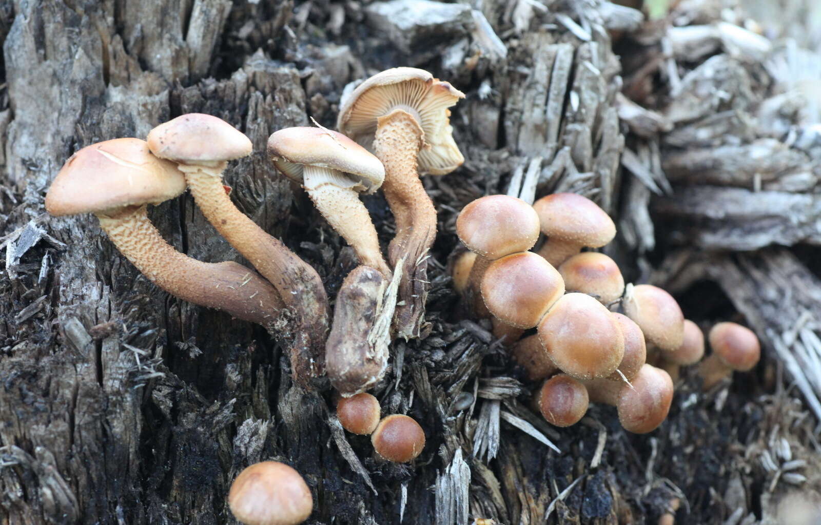 Imagem de Kuehneromyces mutabilis (Schaeff.) Singer & A. H. Sm. 1946