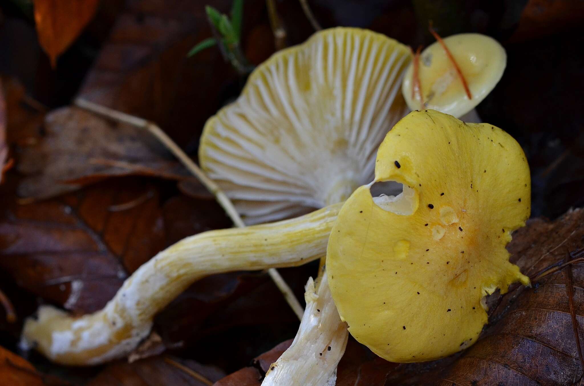 Image of Hygrophorus lucorum Kalchbr. 1874