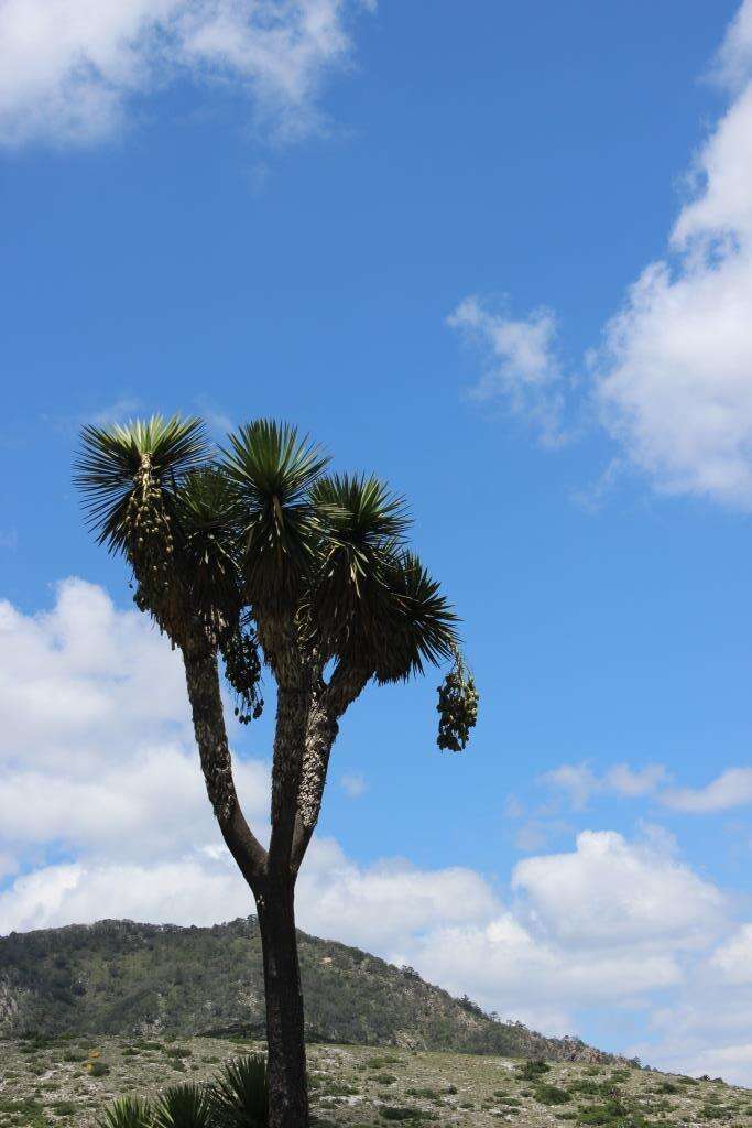 Image of Yucca potosina Rzed.