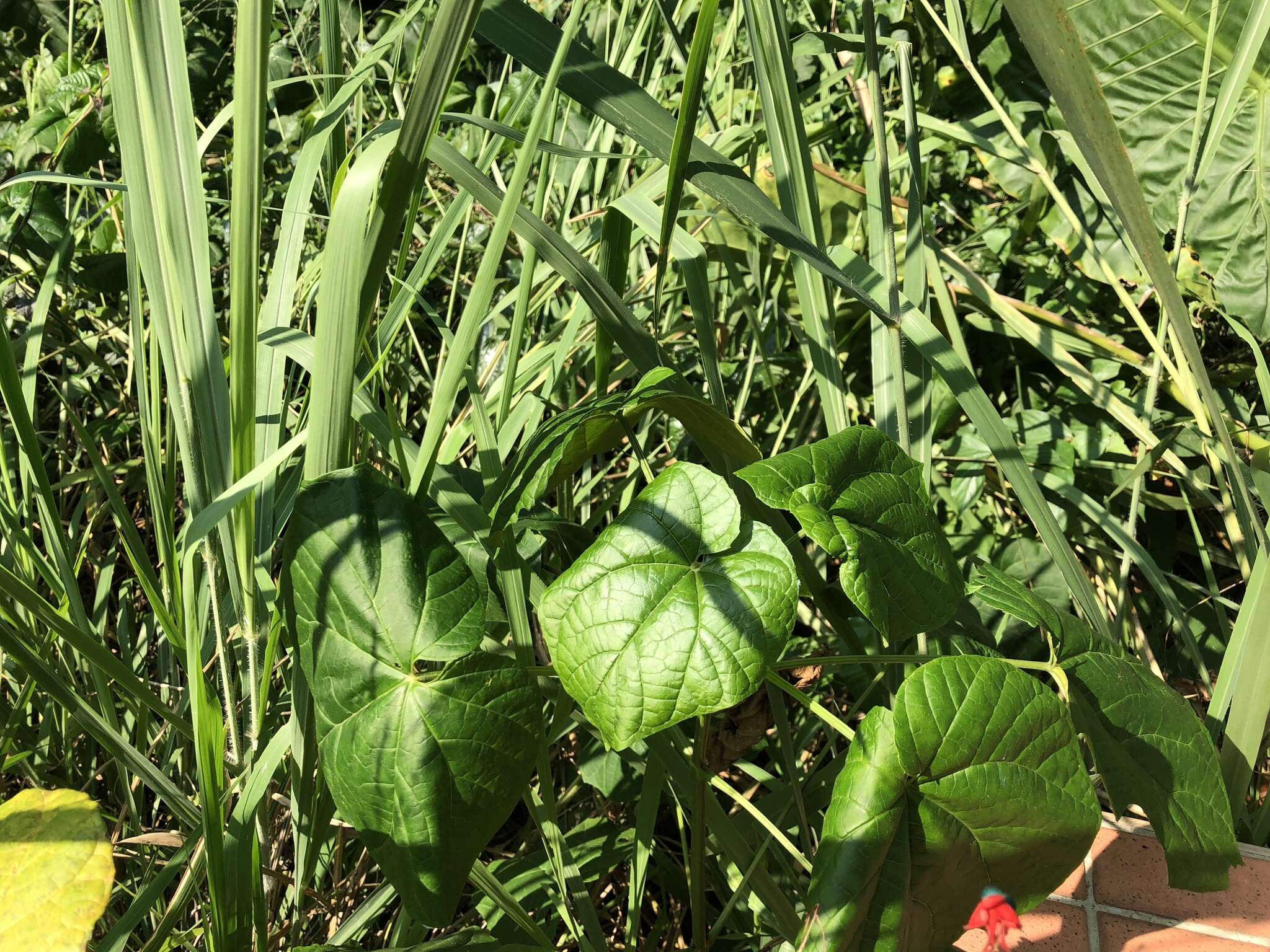 Image of Japanese glorybower