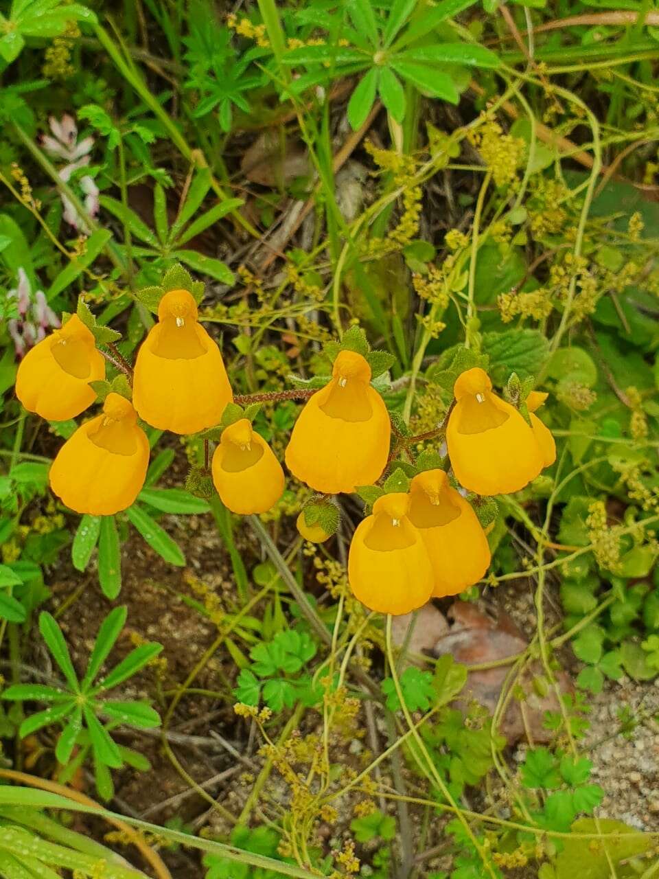 Image of Calceolaria corymbosa Ruiz & Pav.