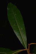 Image of Pycnandra fastuosa (Baill.) Vink