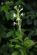 Habenaria macroceratitis Willd.的圖片