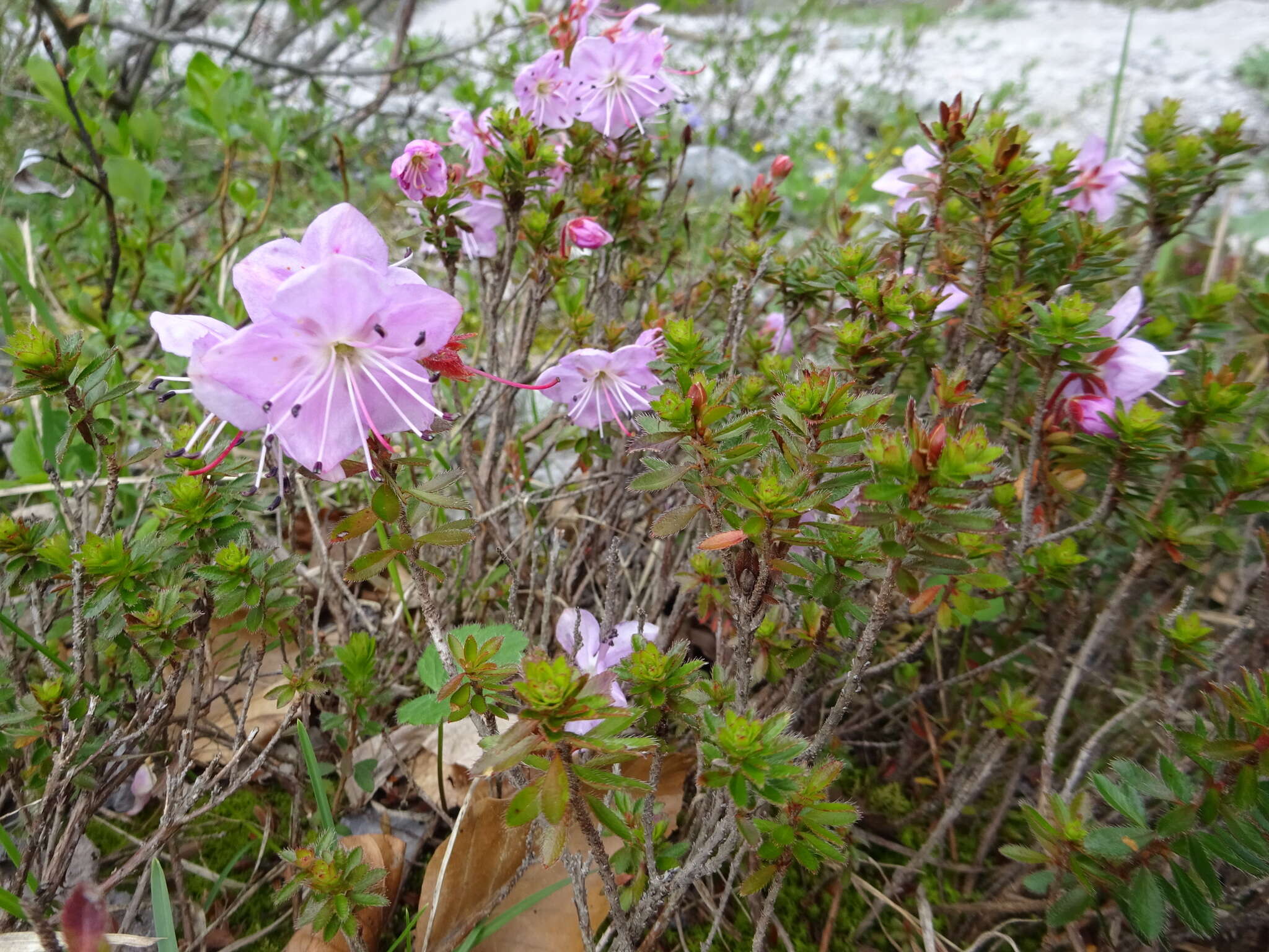 Image of Rhodothamnus