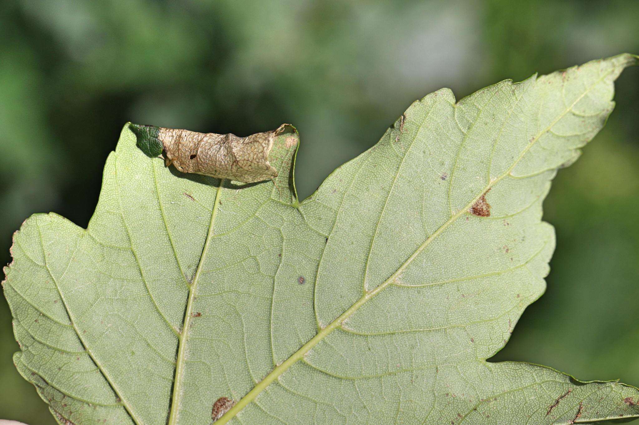 Sivun Caloptilia rufipennella (Hübner 1796) kuva