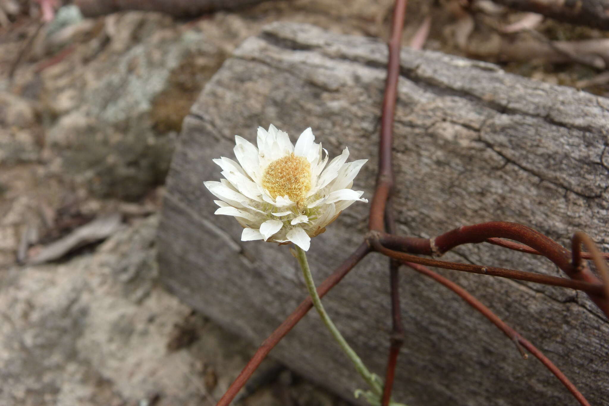 صورة Leucochrysum albicans (A. Cunn.) P. G. Wilson