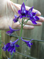 Sivun Delphinium glaucum S. Wats. kuva