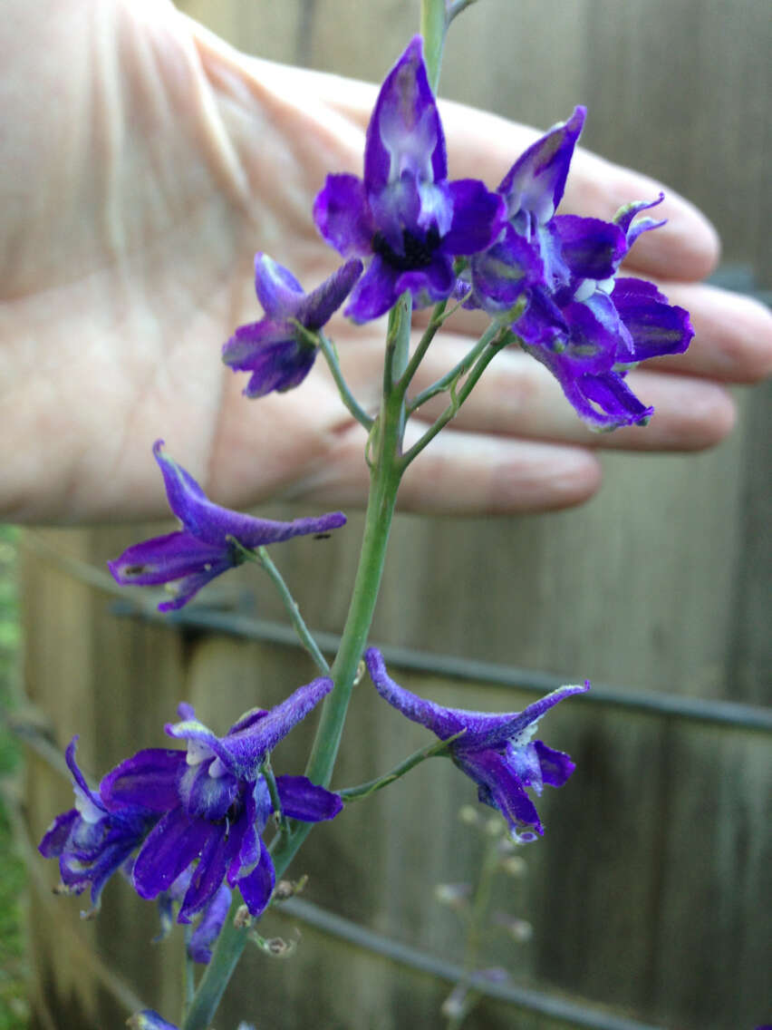 Sivun Delphinium glaucum S. Wats. kuva