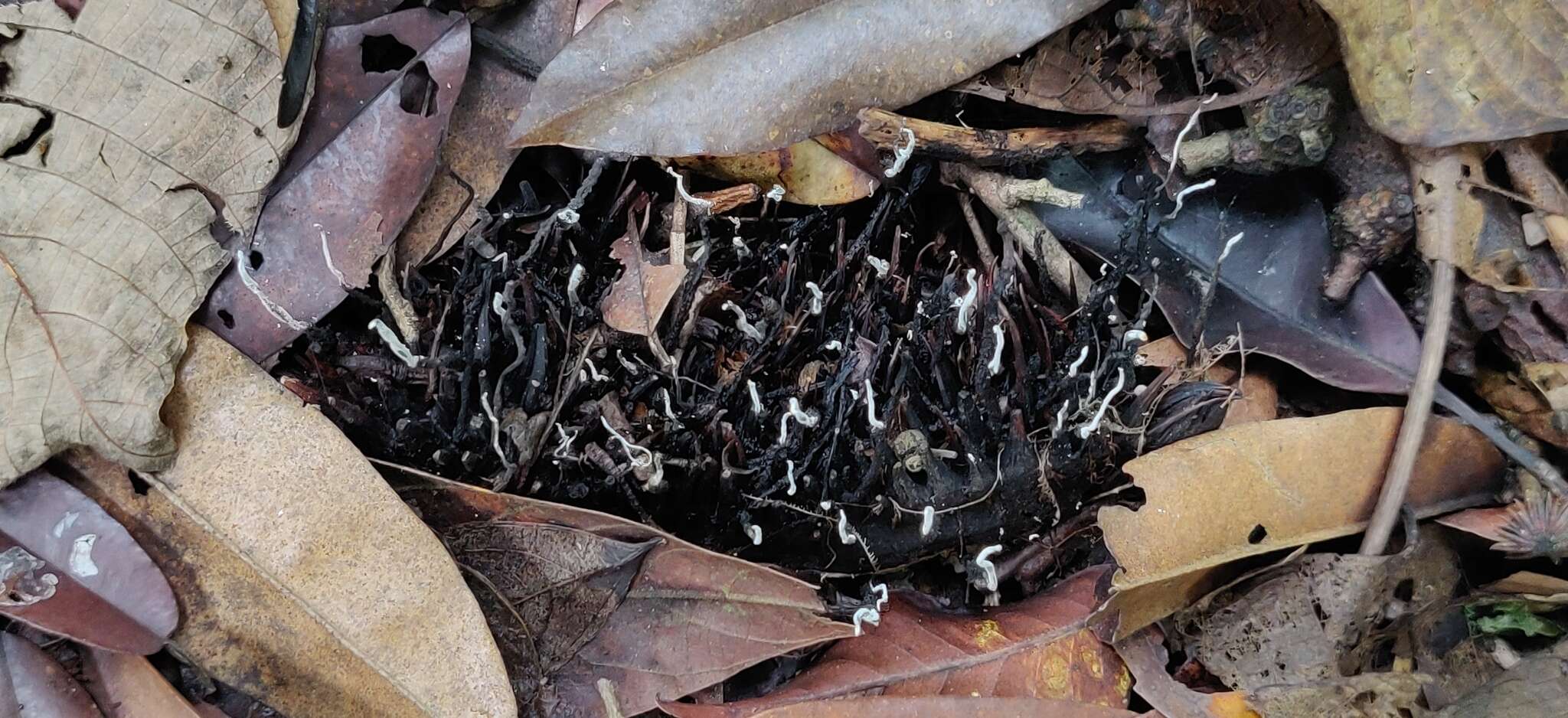 Image of Xylaria culleniae Berk. & Broome 1873