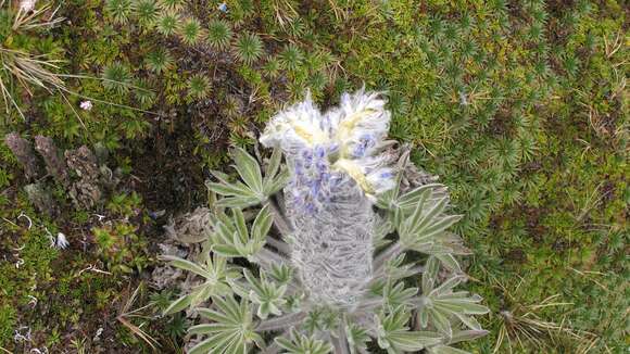 Image of Lupinus alopecuroides Desr.