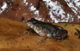 Image of Mababe river frog