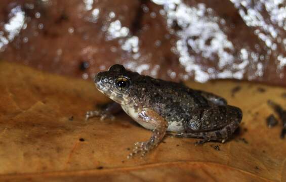 Imagem de Phrynobatrachus mababiensis Fitz Simons 1932